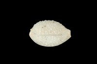 藏品(疙瘩寶螺)的圖片